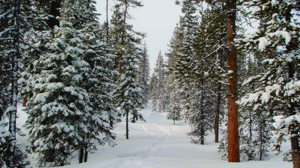 A marked Nordic ski Trail at Edison Butte Sno Park.