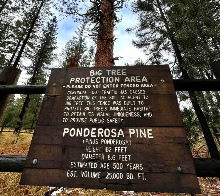 Signage at the Ponderosa Pine Heritage Tree in La Pine State Park.