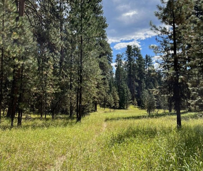 Pine forest and grassy meadows in the Ochoco National Forest.