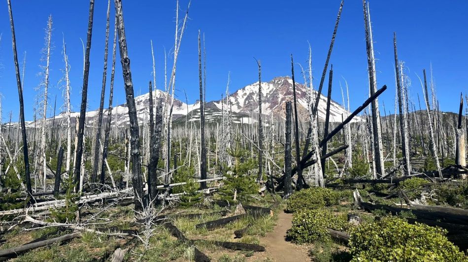 Views of Middle and North Sister through the burned section of the Chambers Lake Basin trail. 