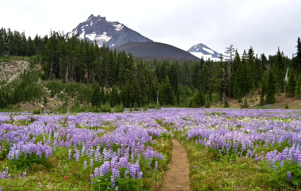 Meadows filled with Lupine with mountains behind. 