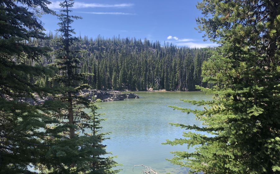 A view of Sparks Lake through the trees.