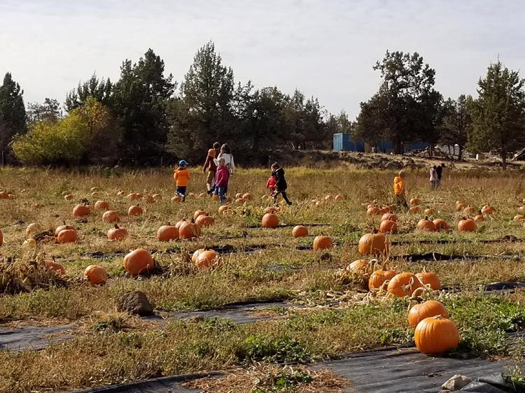 DD Ranch Pumpkin Patch