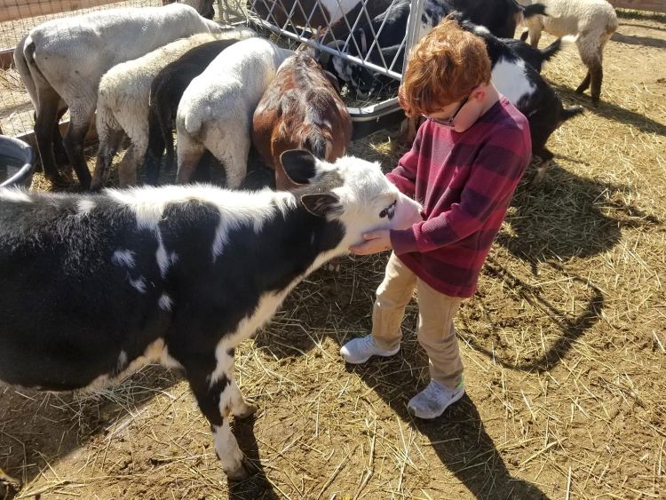 DD Ranch Petting Zoo