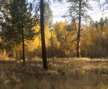 Shevlin Park, some of the best colors during fall in Bend