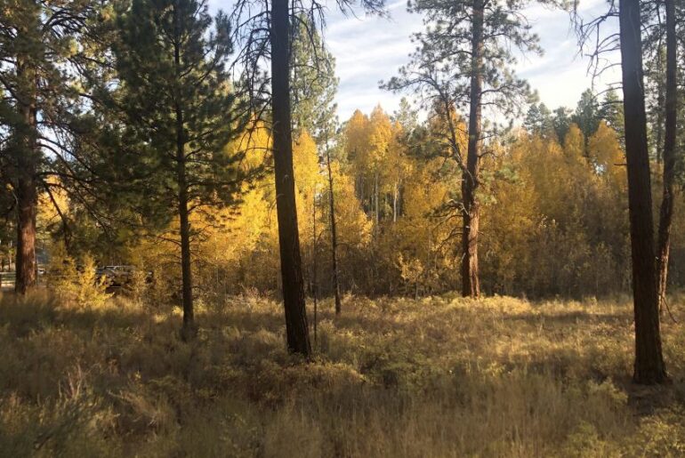 Shevlin Park, some of the best colors during fall in Bend