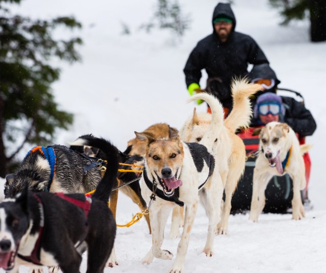 Sled Dog Rides at Mt. Bachelor