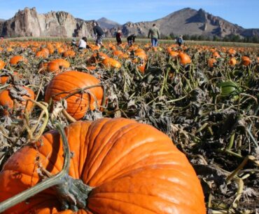 Smith Rock Ranch Pumpkin Patch