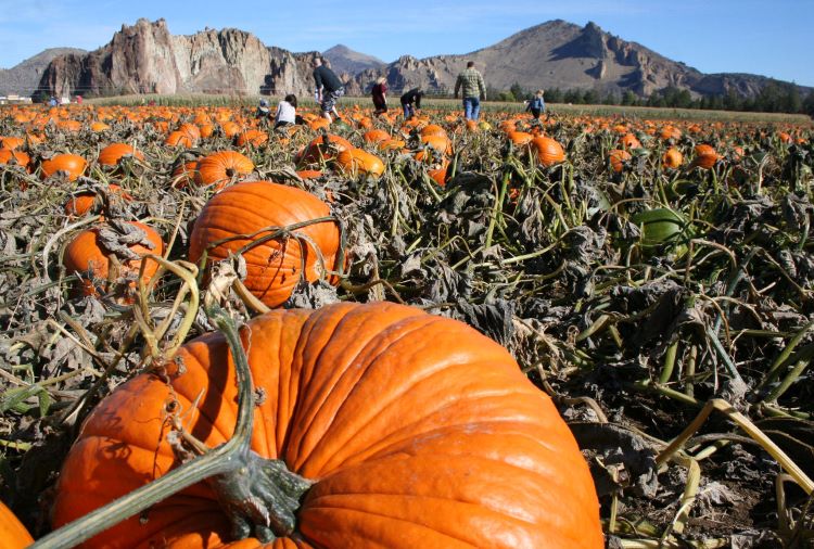 Harvesting Memories Pumpkin Patches Bend Oregon 2024