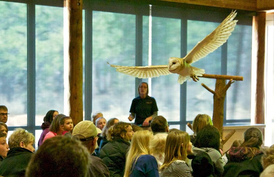 High Desert Museum live bird of prey presentation