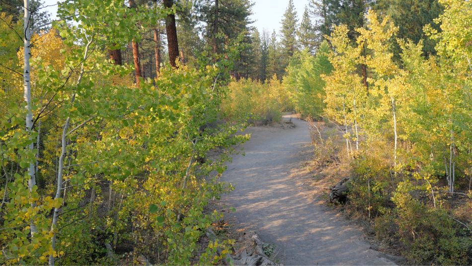 The hiking trails at Shevlin Park are truly beautiful, especially in the fall when the Aspens turn yellow.