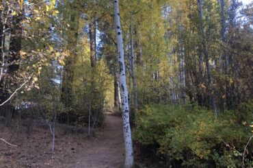 Trails through an aspen grove at Shevlin Park.