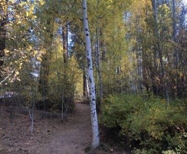 Trails through an aspen grove at Shevlin Park.