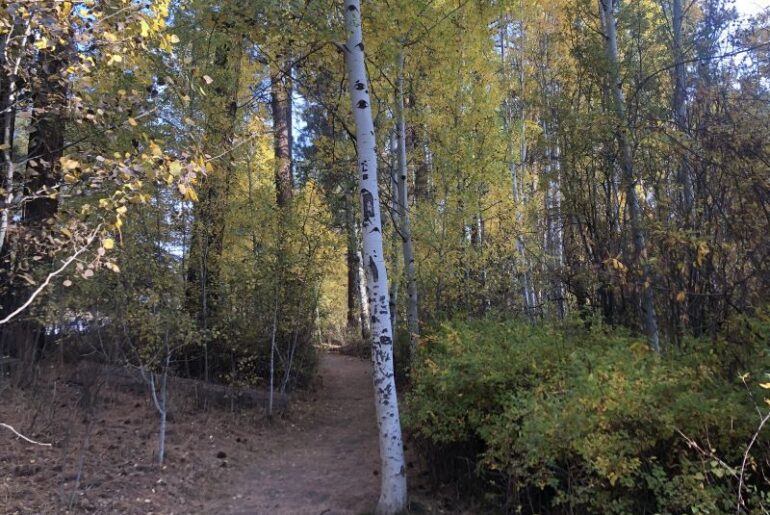 Trails through an aspen grove at Shevlin Park.