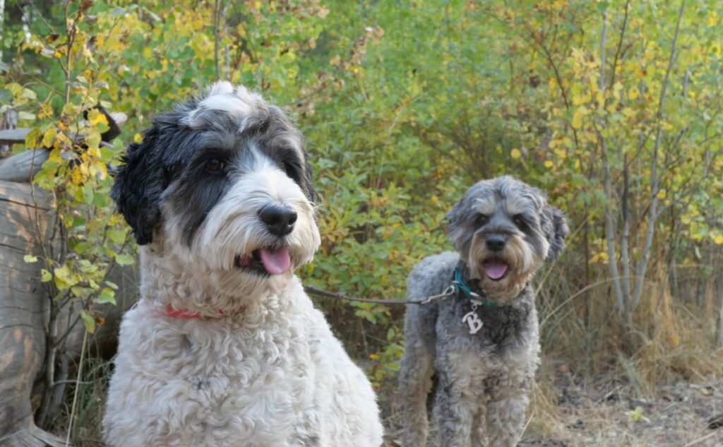 Leashed dogs at Shevlin Park enjoy a hike.