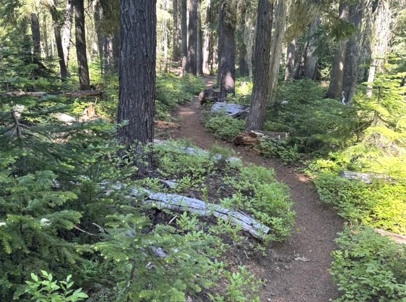 A forest section of the Six Lakes Trail.