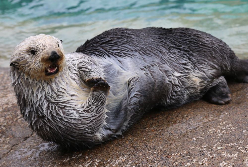 A sea otter at the Newport Oregon Aquarium