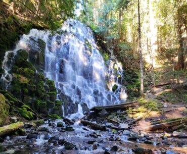 Sunshine filtering through the trees around Ramona Falls Oregon.