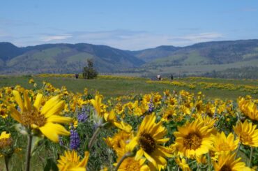 Vibrant wildflowers at Rowena Crest Viewpoint.