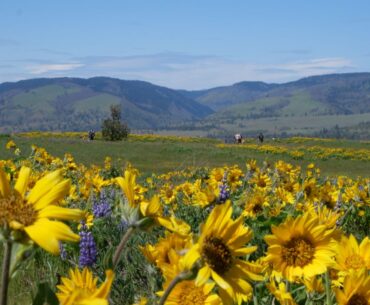 Vibrant wildflowers at Rowena Crest Viewpoint.