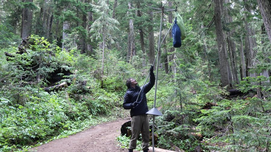 Logan hanging food on the bear pole on the Wonderland Trail.