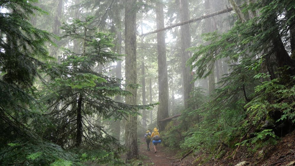 A foggy forest section on the Wonderland Trail