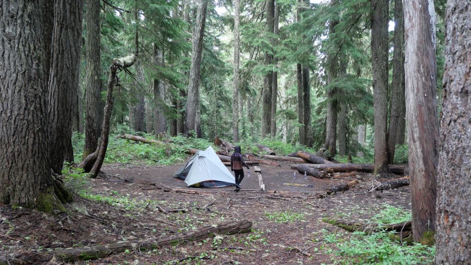 Abby walking in our campsite at Devils Dream.