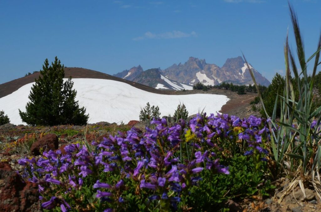 Wildflowers along the Tam McArthur Rim Trail.