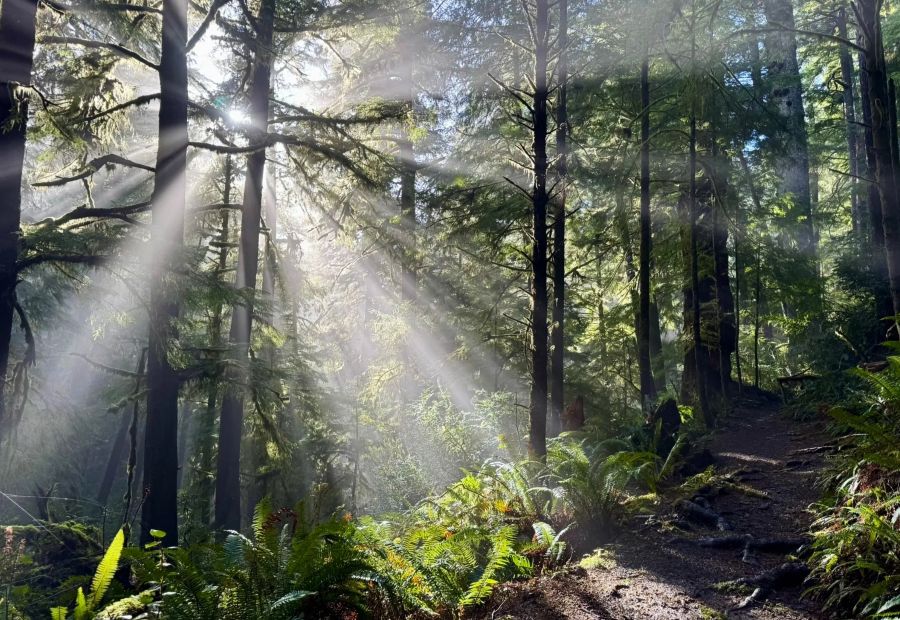 Sunlight shining through trees on the Cape Falcon Trail in Oswald West State Park.