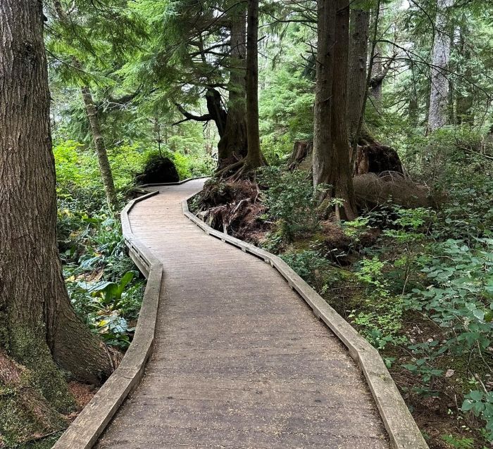 The amazing boardwalk at the Old Growth Cedar Trail in Rockaway Beach.