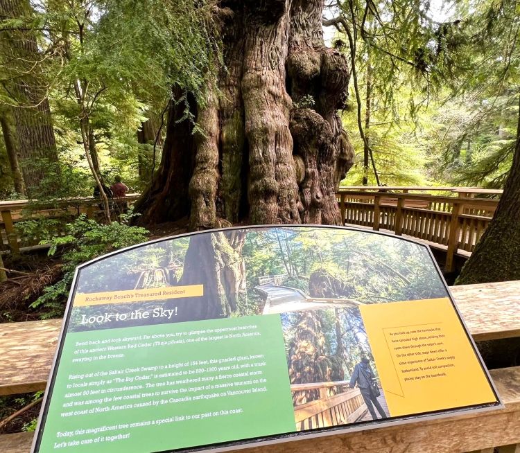 The massive western red cedar tree in the Old Growth Cedar Preserve in Rockaway Beach.