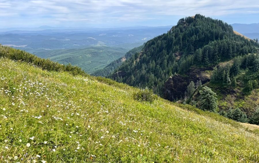 Flowery meadows at Saddle Mountain, one of the best hikes near Cannon Beach.