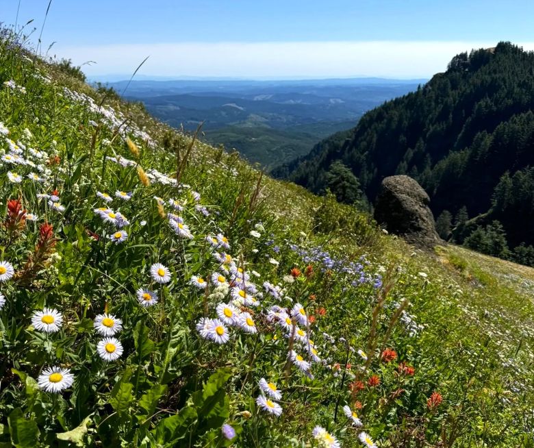 Wildflower meadows in July at Saddle Mountain. 