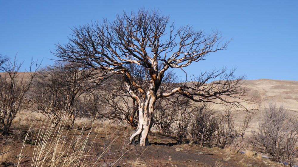 A tree burned by the wildfire in 2024.